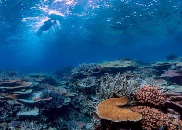 Underwater view of a coral reef during a manta tow survey. A swimmer towed across the reef is visible near the surface, while table and branching corals cover the reef below, documenting reef condition and coral cover.
