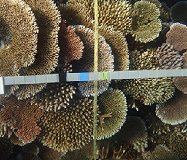 The facts on Great Barrier Reef coral mortality
