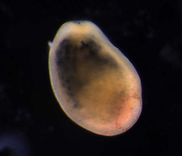 Effects of coal on early life history processes of coral