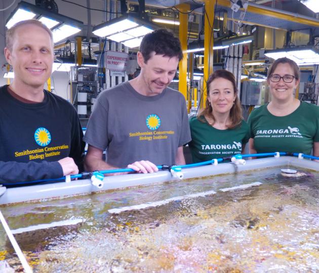 <p>Reef recovery team is working in the AIMS National Sea Simulator this week.<br /> Nikolas Zuchowicz, Jon Daly, Justine O'Brien and Rebecca Hobbs</p>