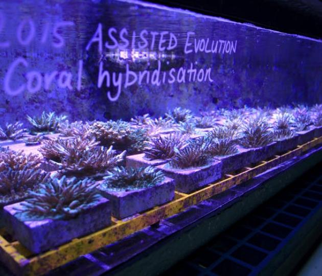 The Great Barrier Reef can repair itself, with a little help from science