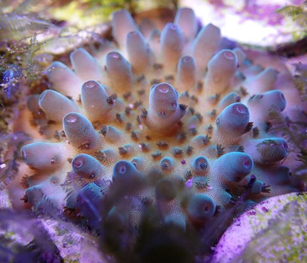 A one-year-old hybrid coral juvenile (A.tenuis x A.loripes) is being reared in the National Sea Simulator.Image: AIMS/W.Chan