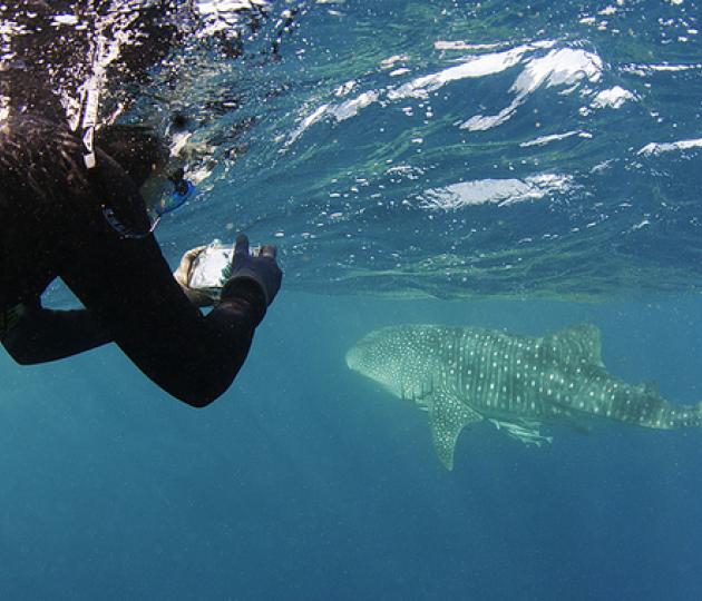 A researcher takes a photo-ID shot of a whale shark. Image: Peter Verhoog/Dutch Shark Society