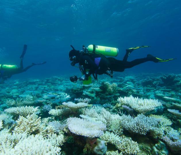 AIMS northwest Australian coral bleaching update