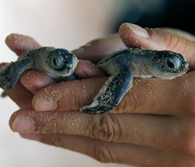 Blinded by the light – tracking baby sea turtles