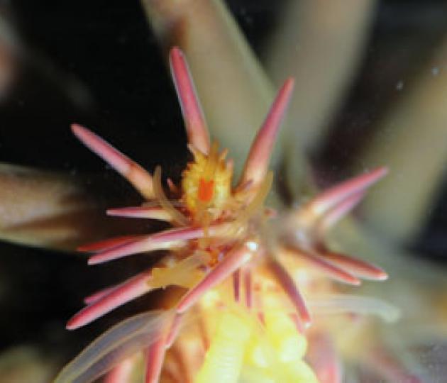 Crown-of-thorns starfish vision revealed for the first time
