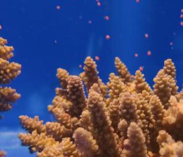 Splitting the science over coral spawning
