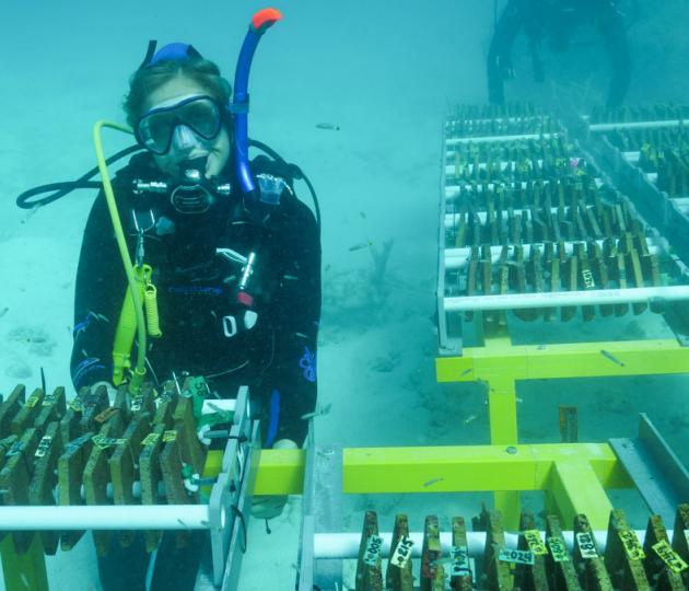 Diver next to racks containing tiles that are home to baby corals