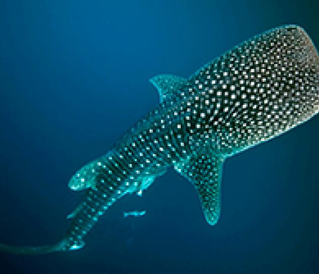 15 September: The secret to becoming an ocean giant