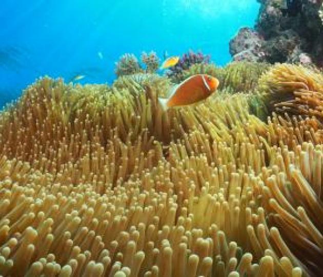 Reef fish lose sound hook