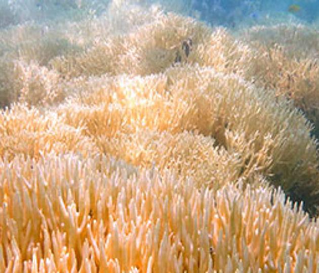 Second wave of mass bleaching unfolding on Great Barrier Reef