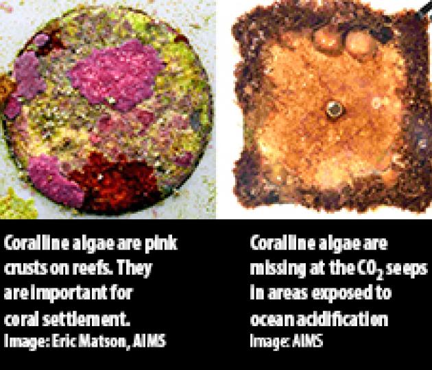 06 April: A window into the future reveals a grim reality for crustose coralline algae