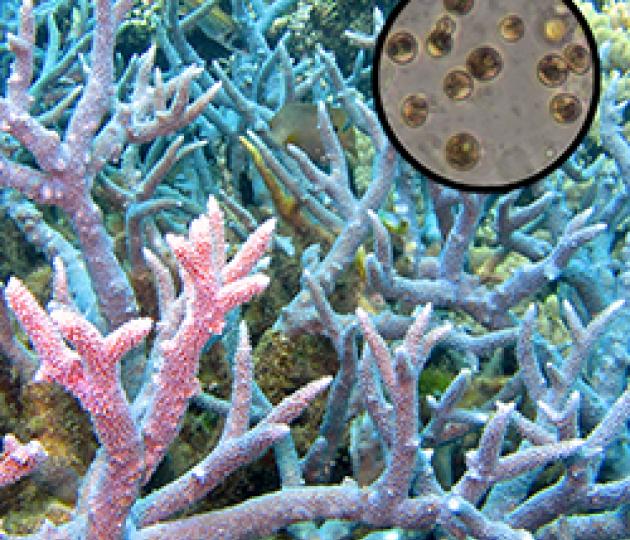 Genetic secrets of algae provide vital insight into coral bleaching