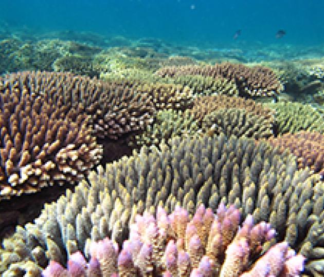 25 September: Coral recovery on the isolated reefs of the Keppel Islands