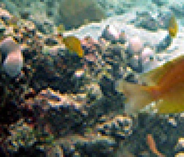 19 August: A fish's first "words"