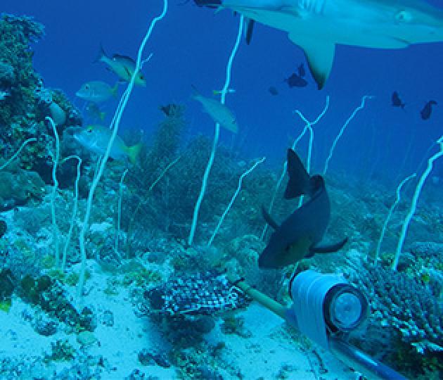 Exceptional fish diversity found on Australia’s north-west oceanic shoals