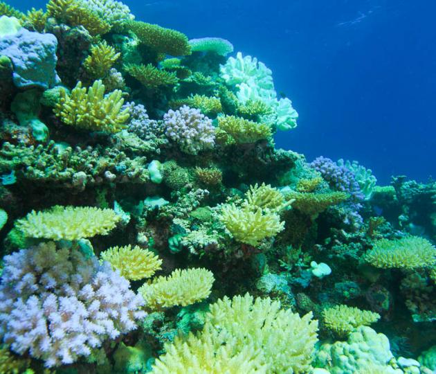 Western Australian reefs feel the heat from global bleaching event