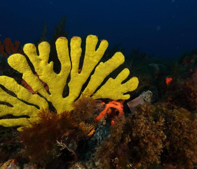 Sponges are filter-feeders and are the oldest multicellular animals on the planet. They harbour incredibly diverse microbial communities, a diversity far higher than the surrounding water they feed from. Image: David Abdo / Depart. of Fisheries, WA