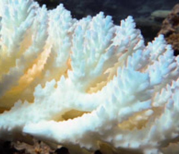 AIMS takes coral bleaching to task