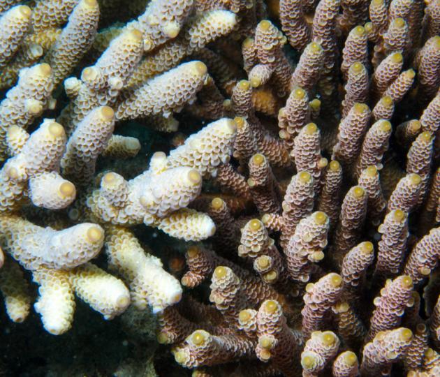 Researchers have discovered genetic markers in the reef-building coral Acropora millepora (pictured) that provides information about its level of environmental stress tolerance.
