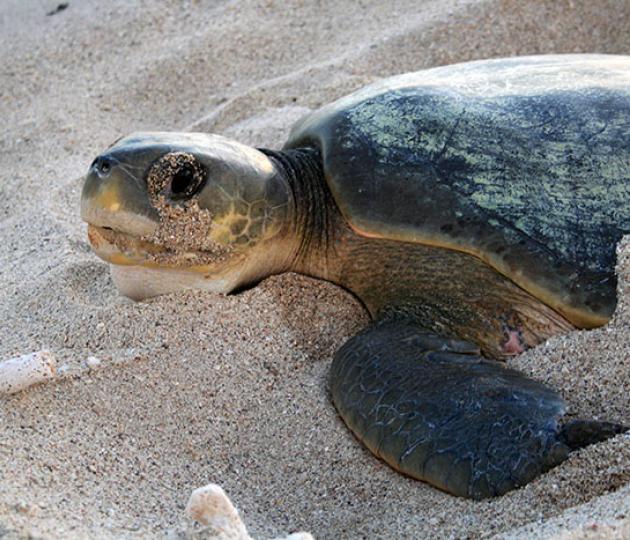 What’s on the menu for NW Australia’s flatback sea turtles?