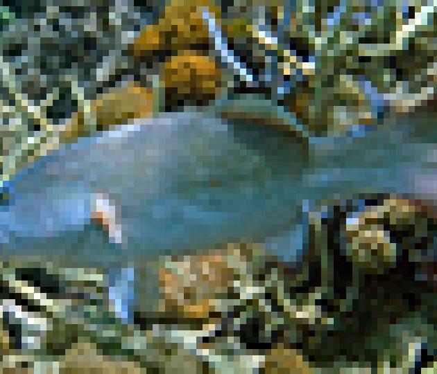 27 March: Twice the coral trout in Great Barrier Reef protected zones