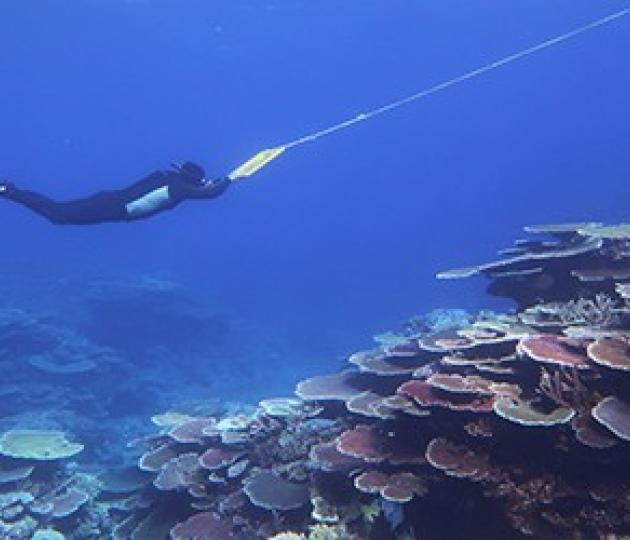 Great Barrier Reef gets mixed bill of health in annual update