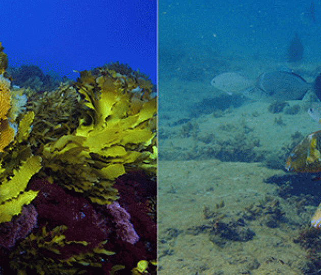 Scientists document the extinction of WA’s Great Southern Reef kelp forests
