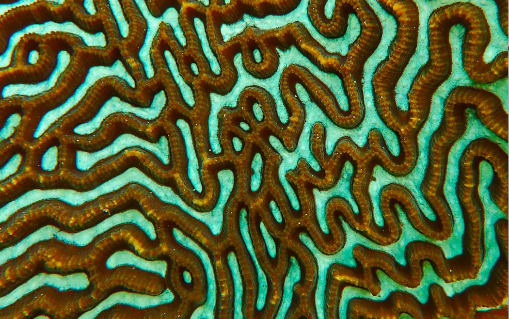 up close to a coral with maze-like patterns
