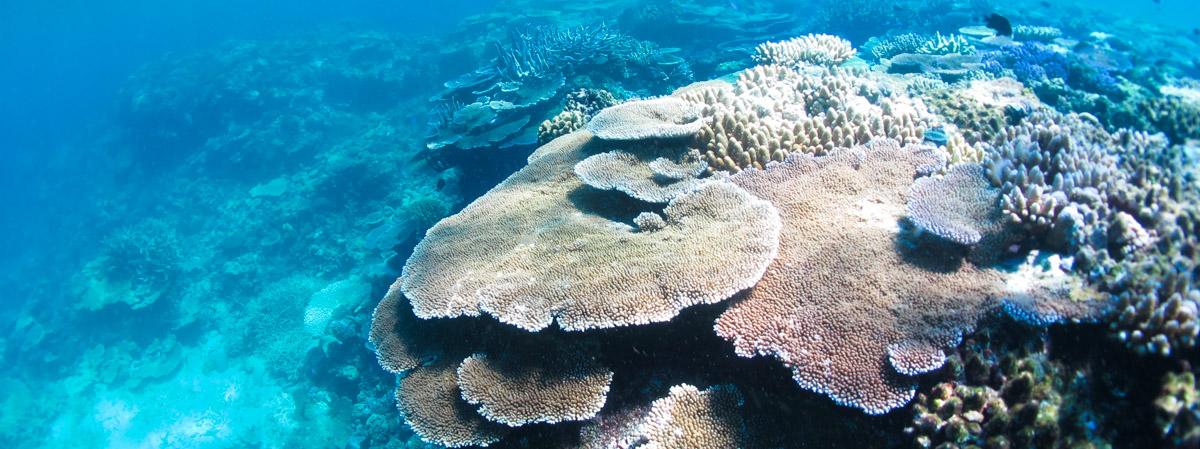 healthy plate corals on reef