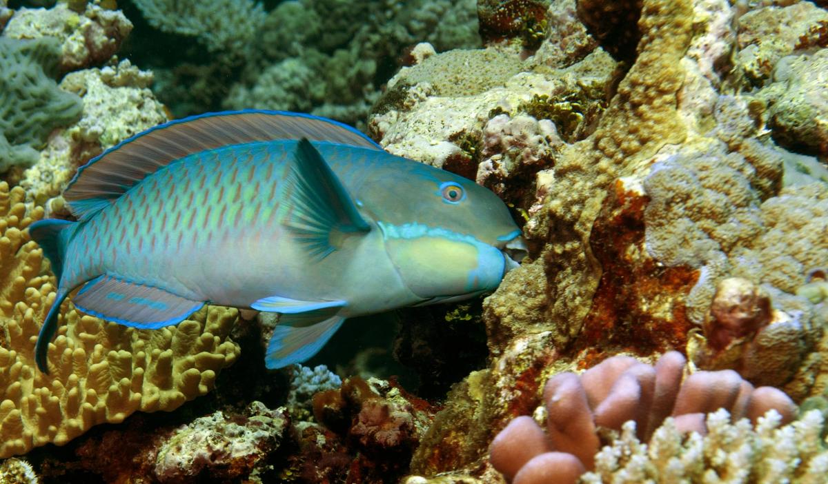 parrotfish eats of the surface of a coral reefs