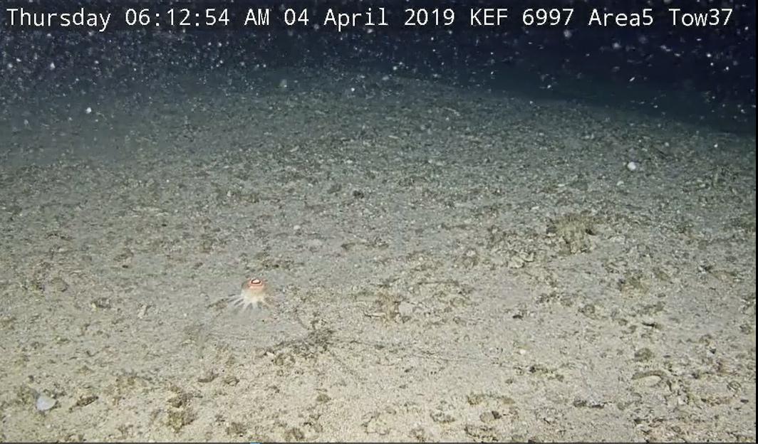 Round marine creature lit against the sandy sea floor