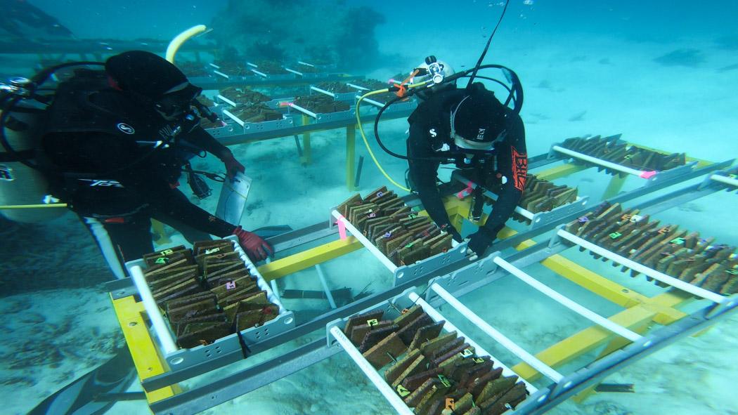 Research And Development Funding To Protect Great Barrier Reef | Aims