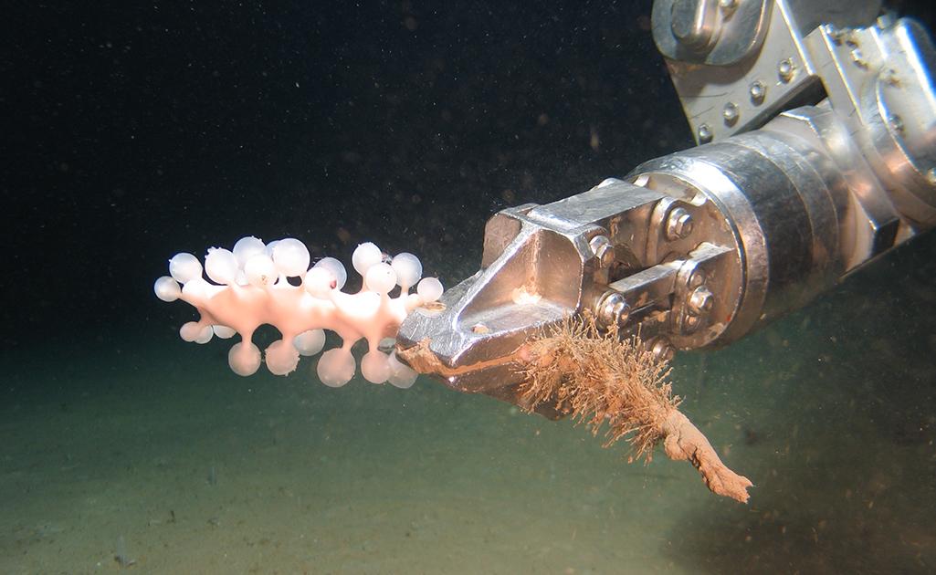 A metal claw holds a marine organism in dark waters