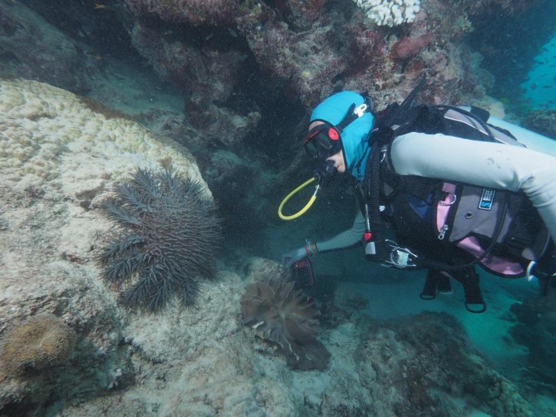 SCUBA diver observes crown-of-thorns starfish on reef wall.