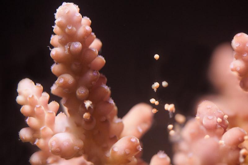 Pink hard coral releasing small bundles of egg and sperm into the water