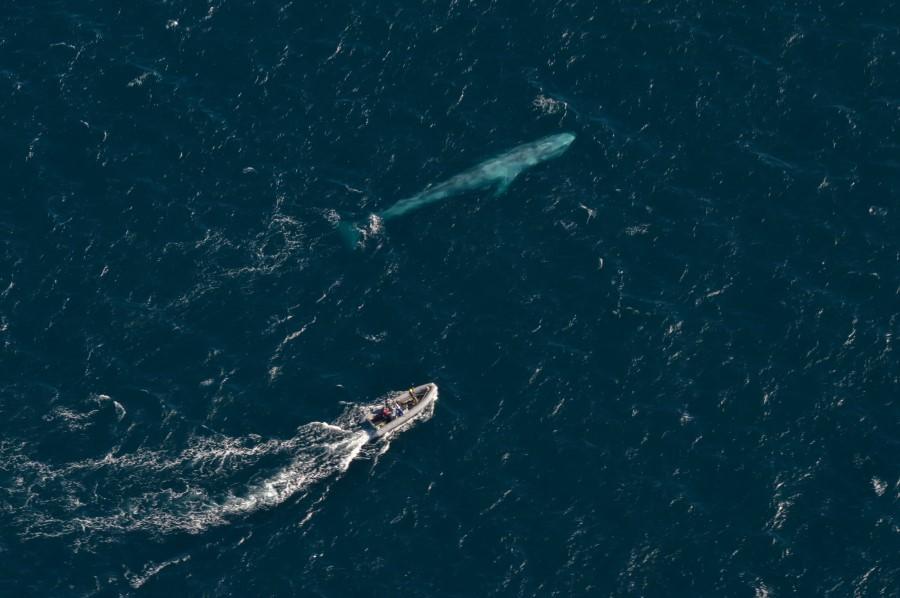 top down photo of small boat moving next to large pygmy blue whale underwater