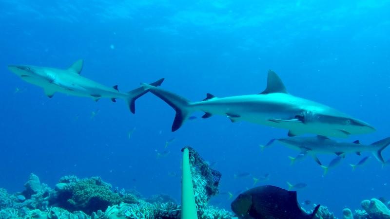 4 greey sharks swim around pole and bait bag