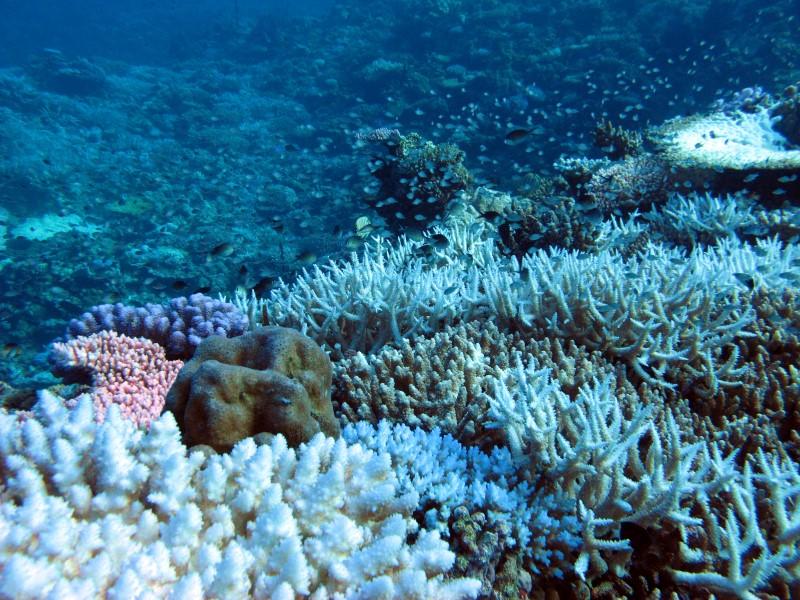 Coral reef scene at Rowleys with bleached corals and fish