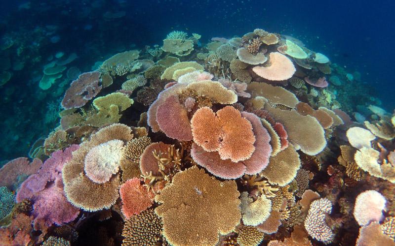 A coral reef with some bleached corals
