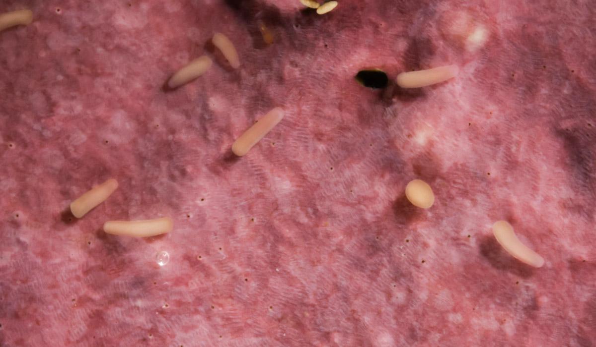 A millepora larvae on CCA