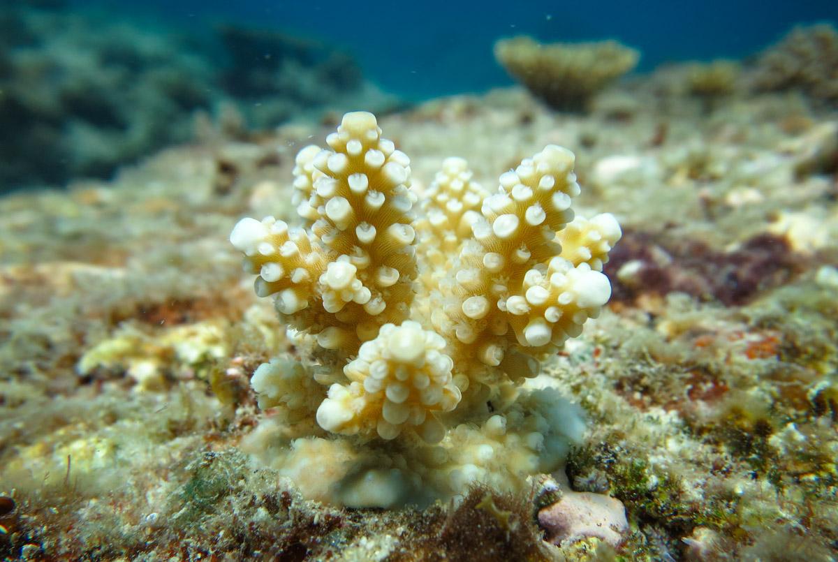 Coral recruit acropora