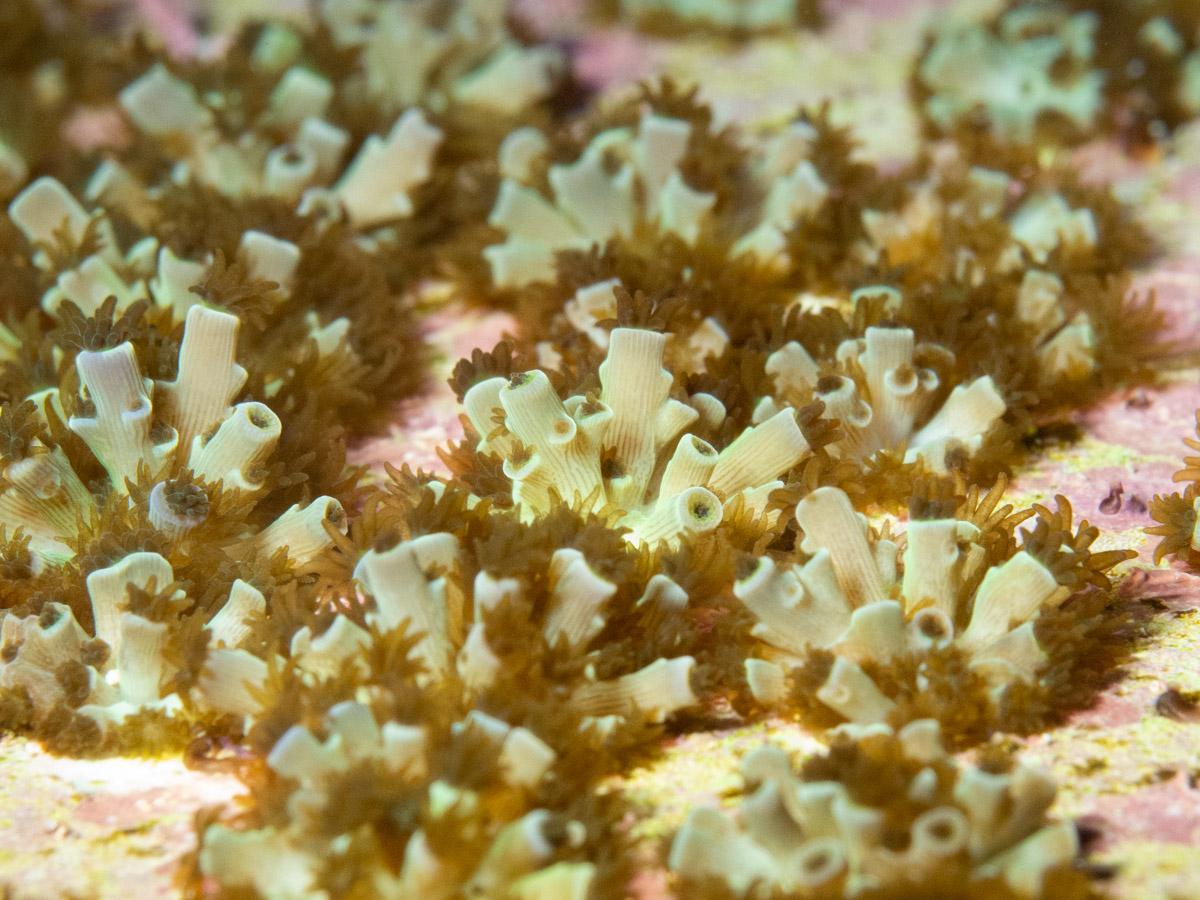 Acopora tenuis juveniles recruits
