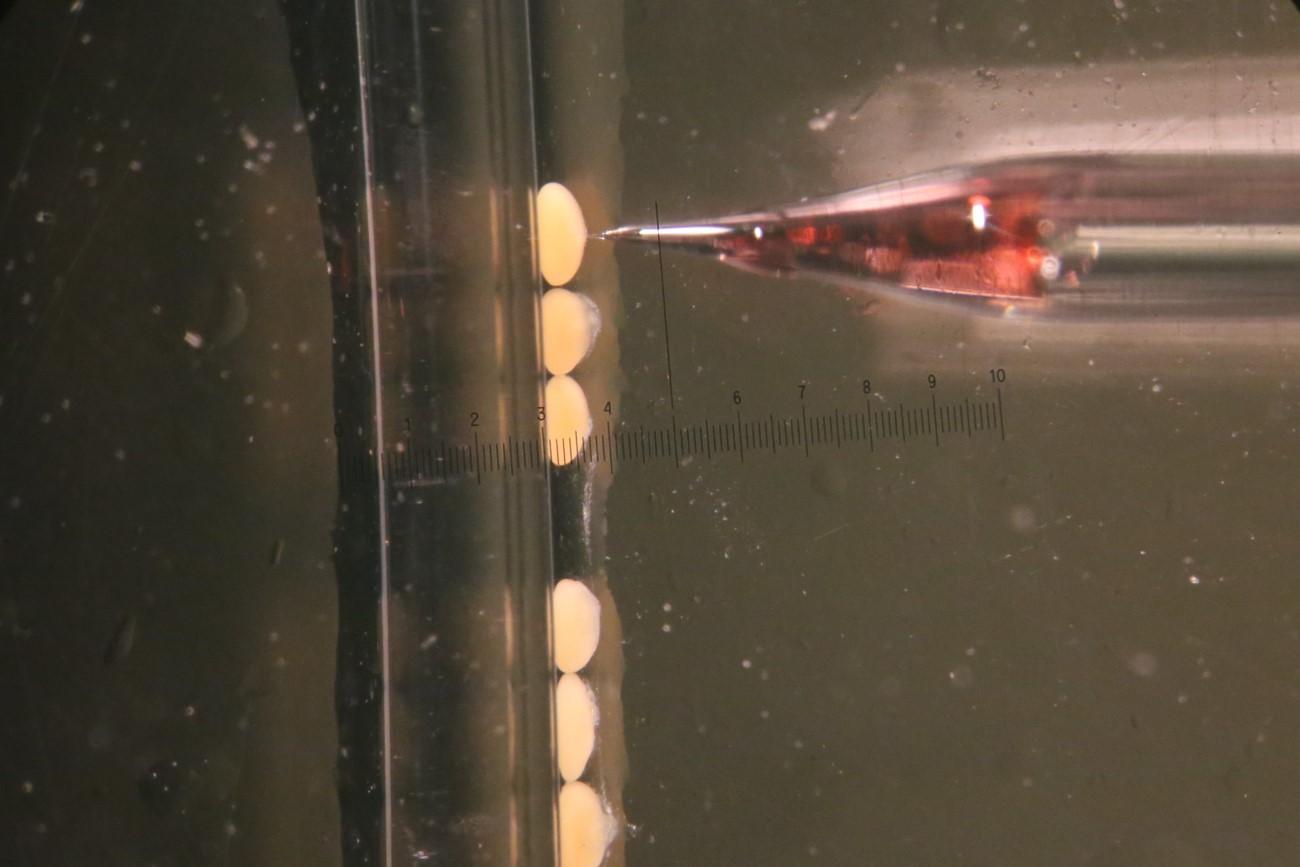Microinjection of CRISPR-Cas9 reagents in fertilised coral (Acropora millepora) eggs