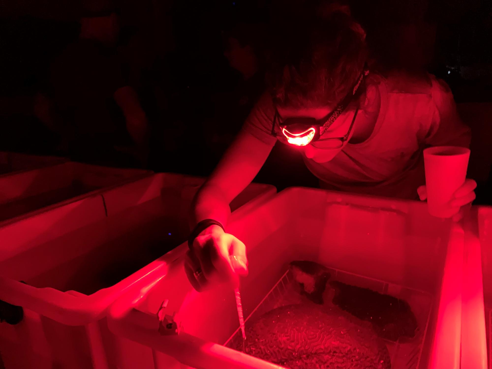 spawning in seasim under red light