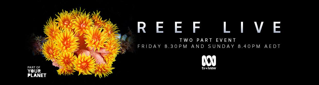 Reef live daisy coral banner