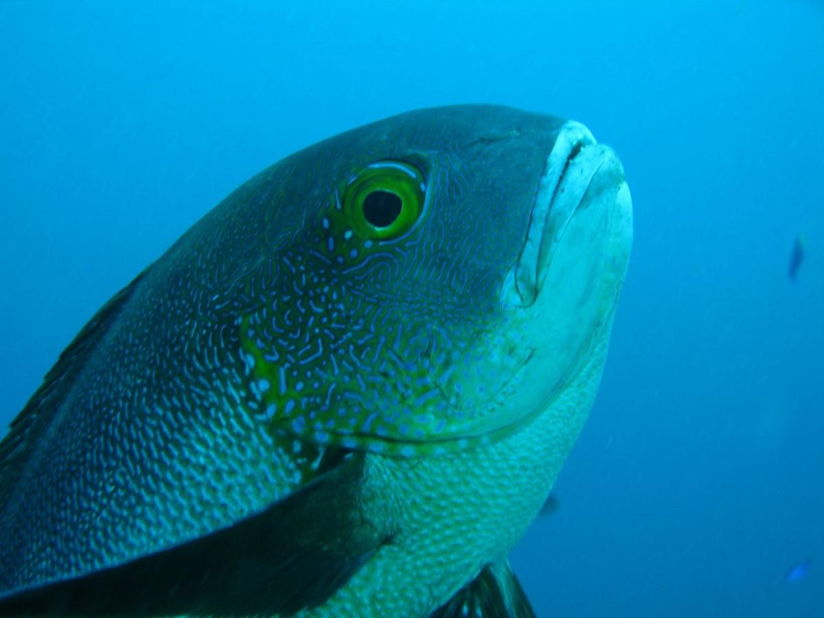 Midnight snapper M.macularis fish