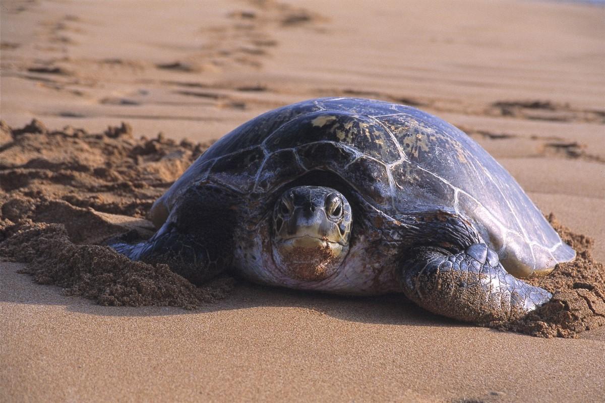 A green turtle resting on a beach