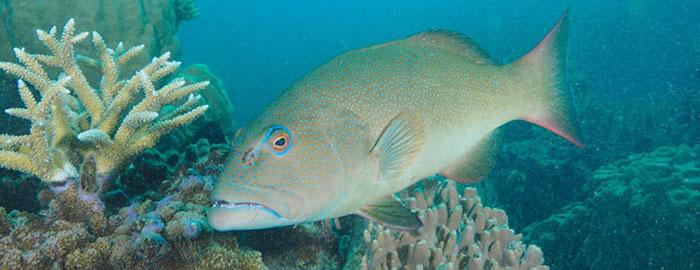 spotted fish next to coral