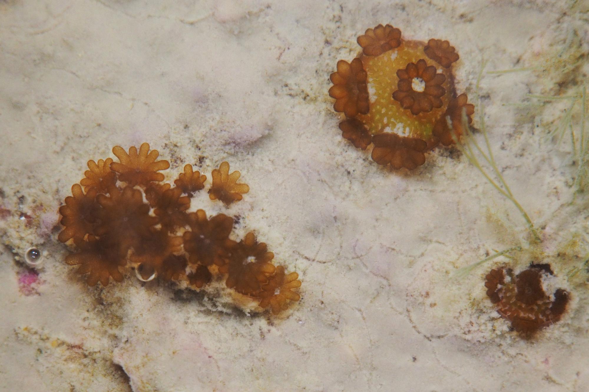 10 week old Acropora millepora coral recruits that were covered by 40mg/cm² sediment 